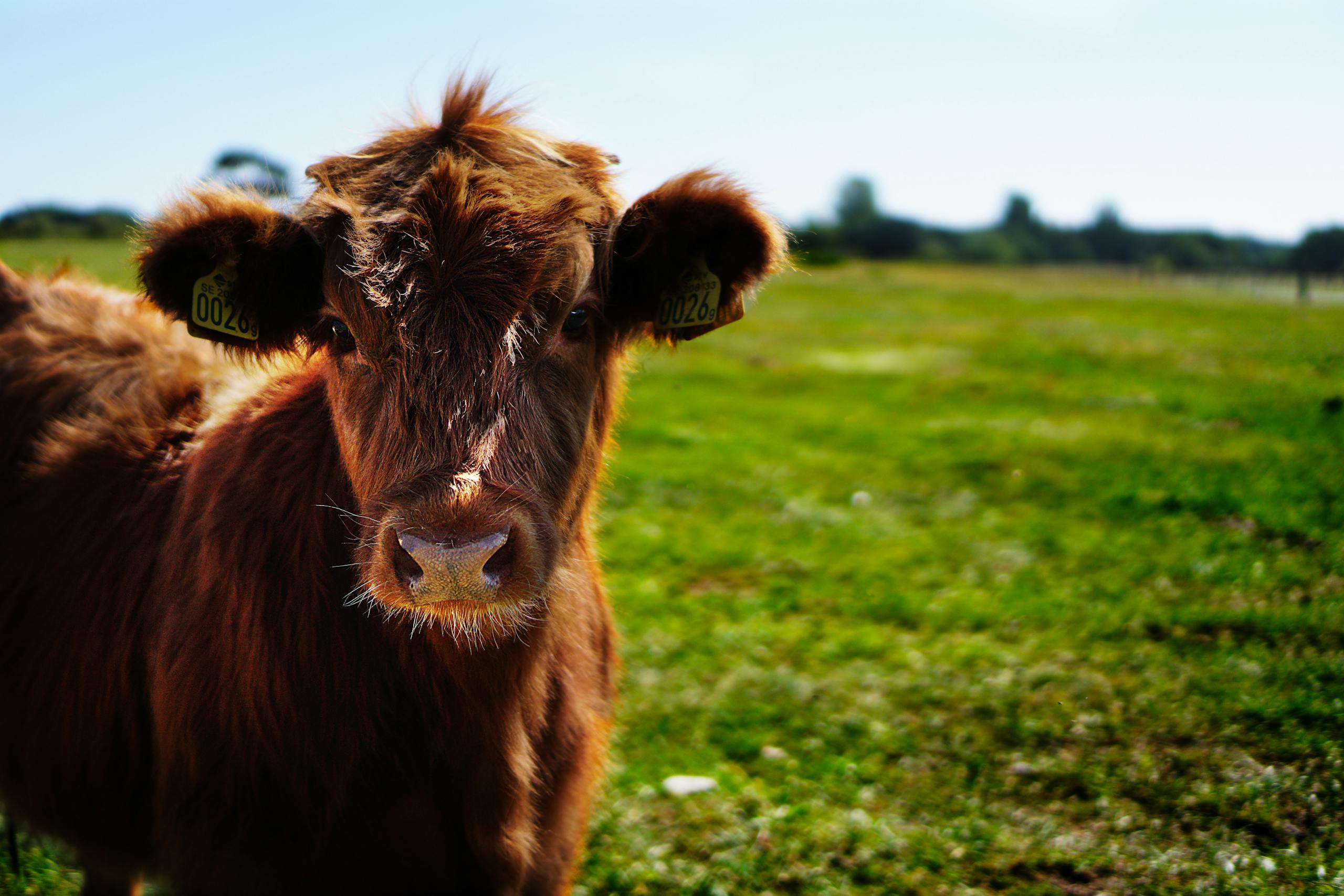 A young brown cow standing in a green pasture on a sunny summer day.